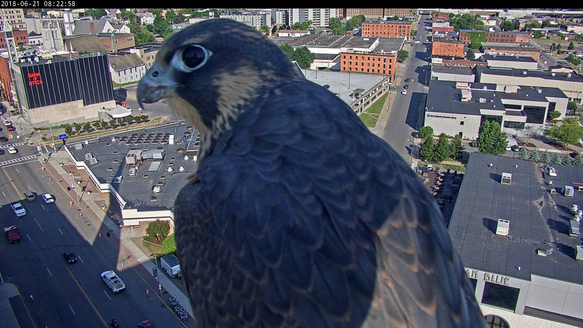 Getting Close to our rooftop camera