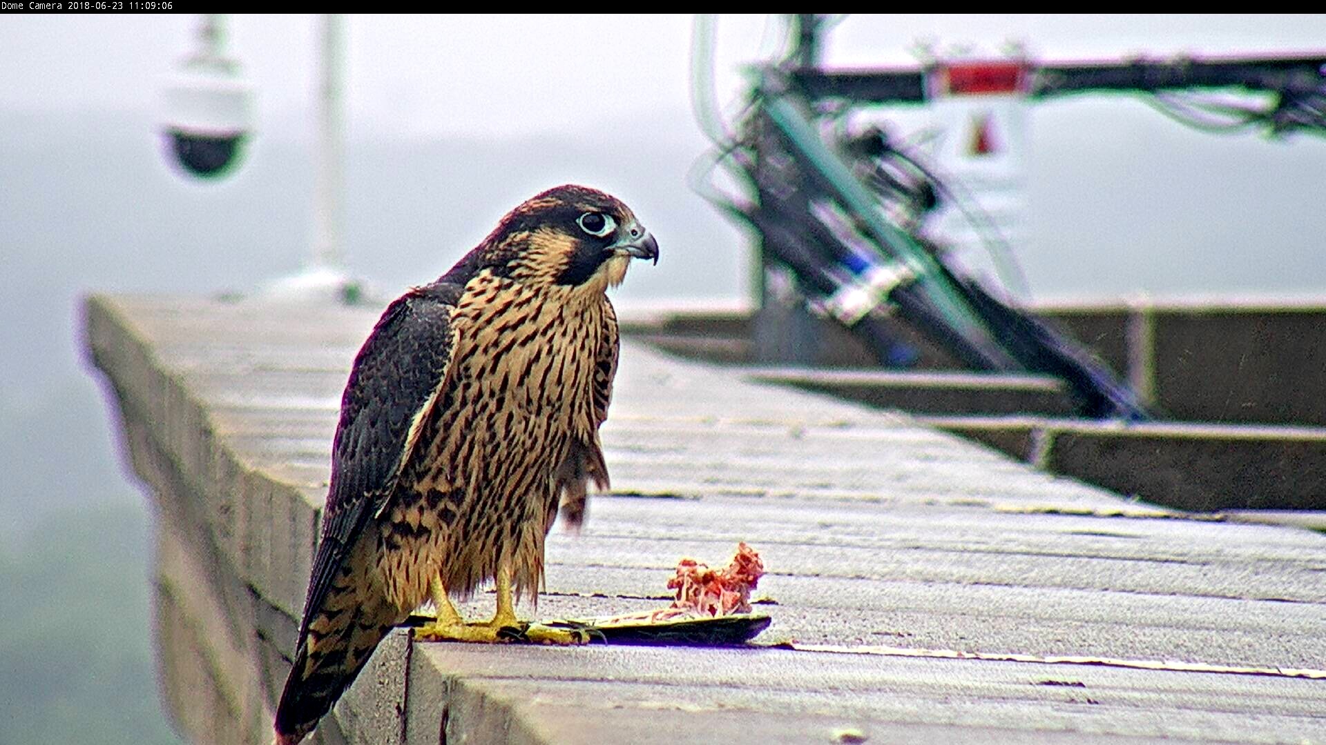 Angel finishes his meal on the roof of the Adirondack Bank