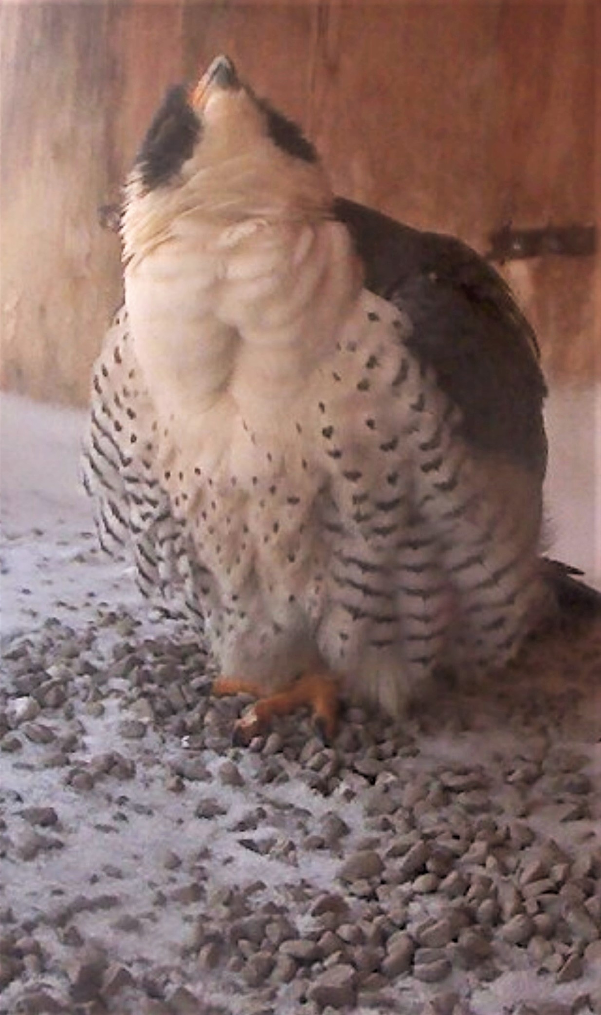 Ares tries to bring up a pellet while sitting in the nest box