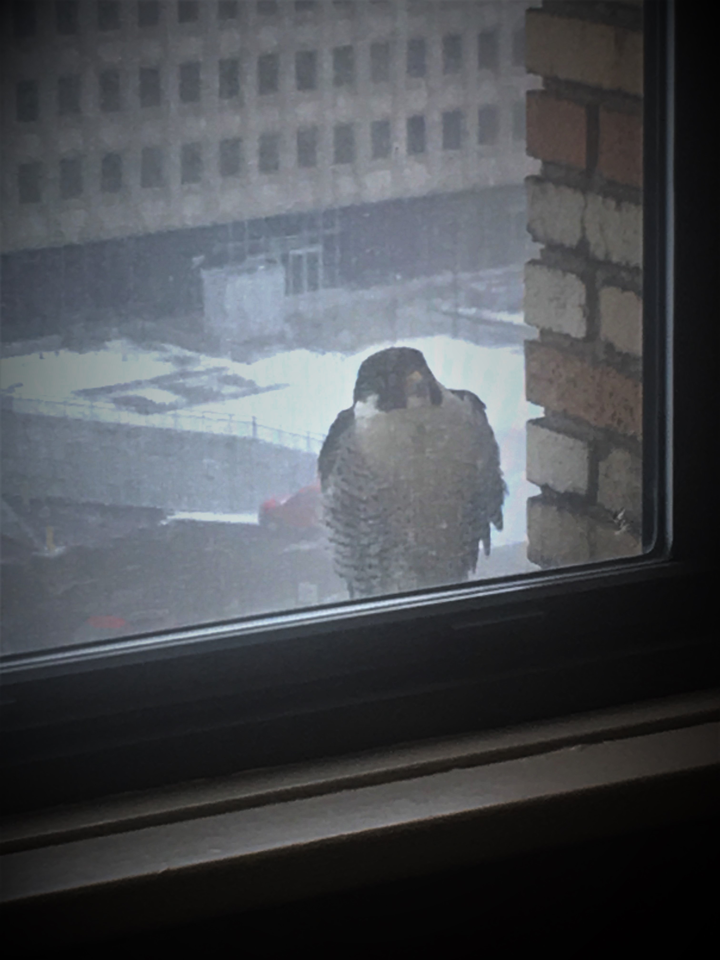 Ares hides out from the high winds on an east facing  window ledge