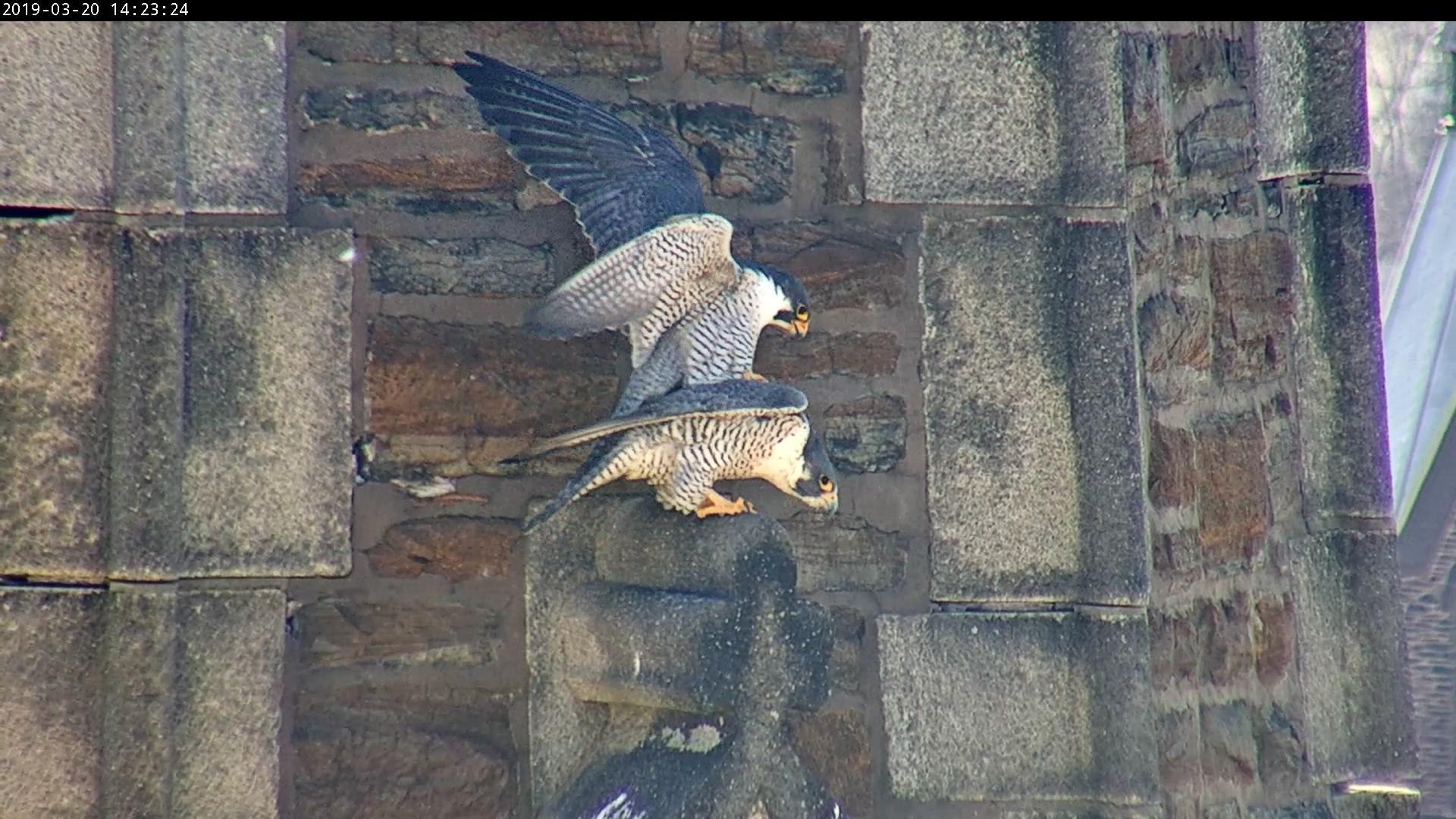 Mating on the steeple