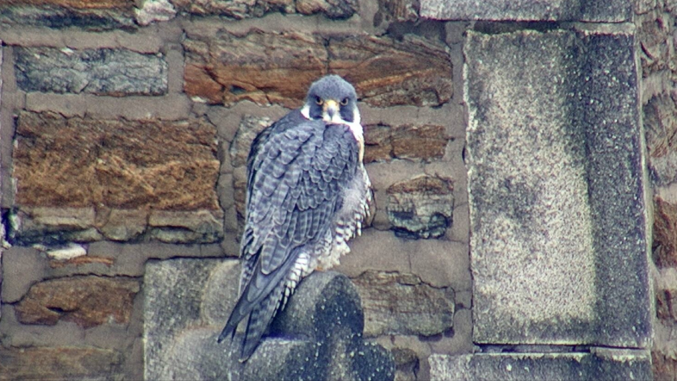 Astrid wakes up from a nap on the steeple