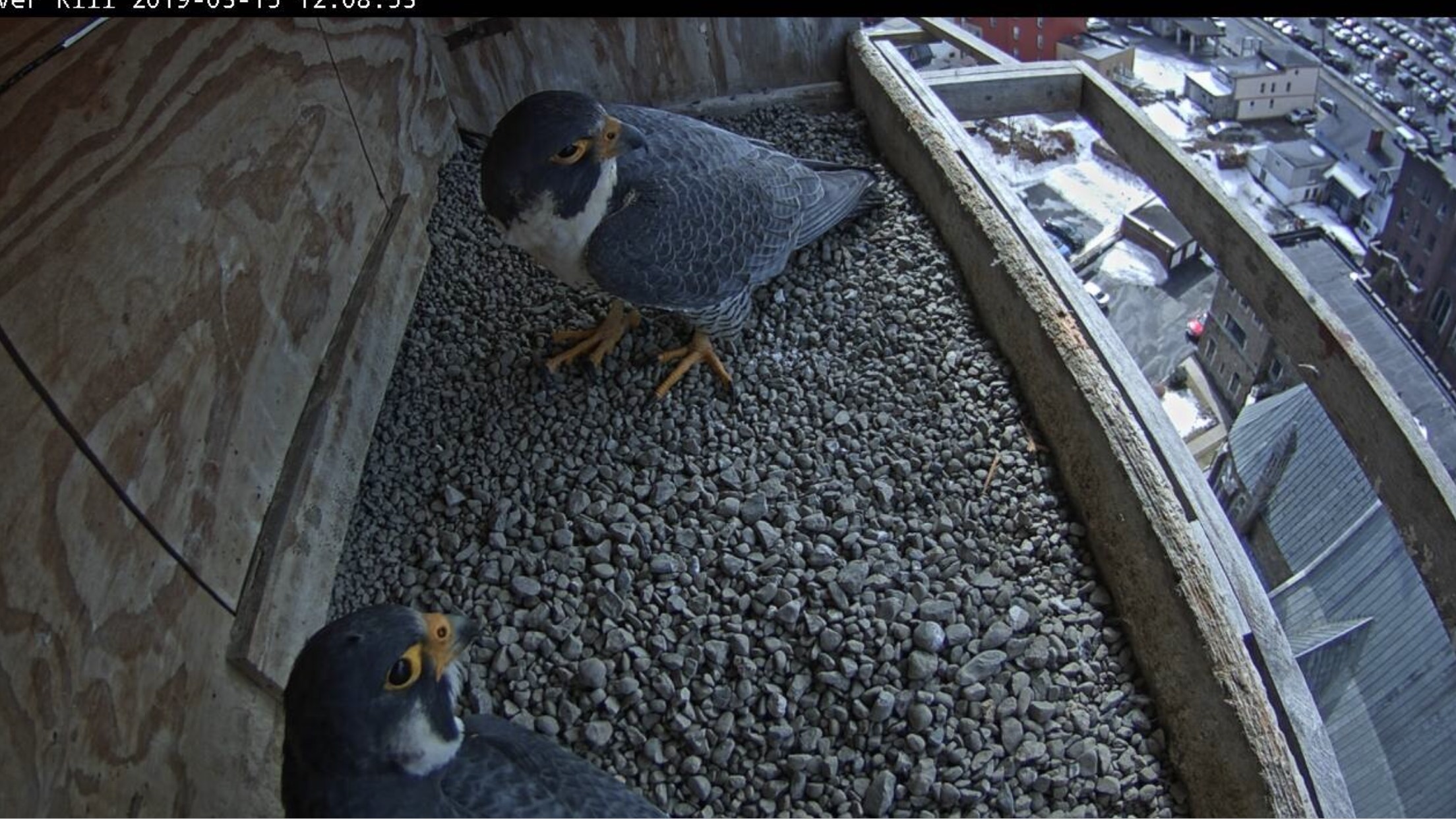 Astrid and Ares in the box for a ledge display