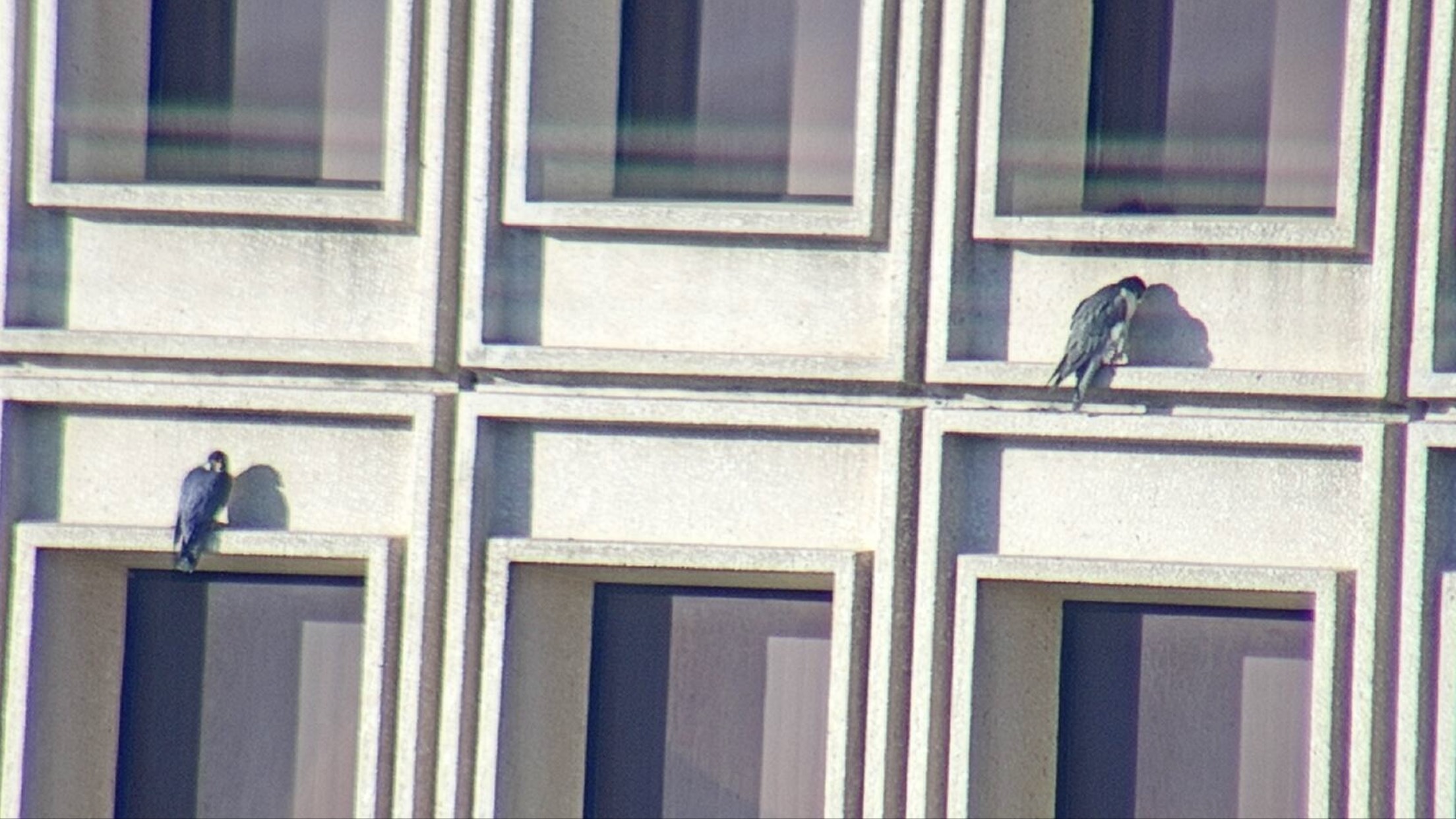 Ares and Astrid on the State Building