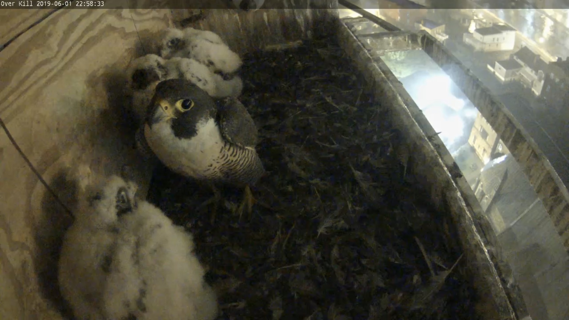 Astrid takes refuge from the storm