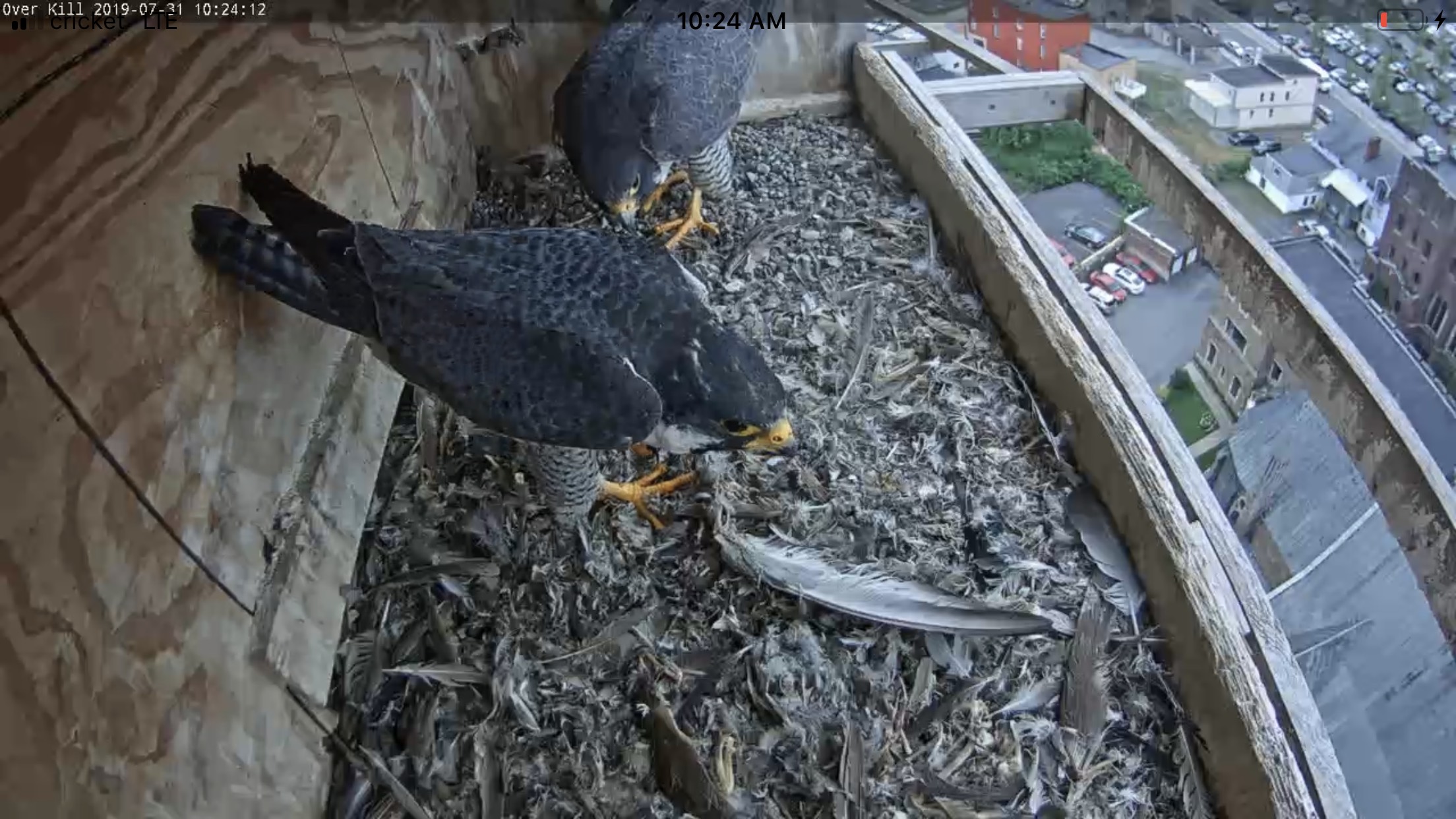 Astrid and Ares resume their ledge displays at the nest box