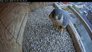 Astrid in the nest box