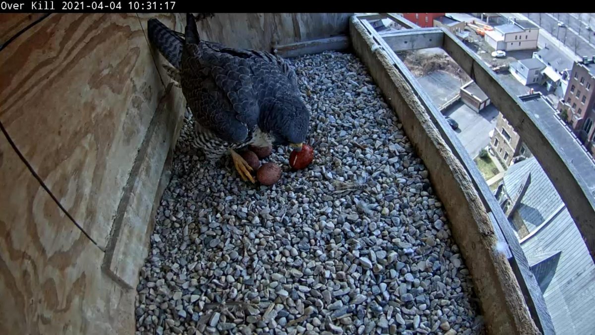 4TH Egg Arrives!!